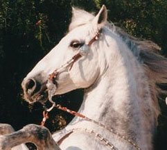 LUSITANO